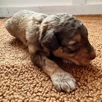 Pink girl , a female Aussiedoodle for sale in Cumming, GA – Photo 4 of 6