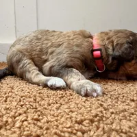 Pink girl , a female Aussiedoodle for sale in Cumming, GA – Photo 3 of 6