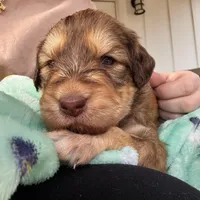 Purple girl , a female Aussiedoodle for sale in Cumming, GA – Photo 1 of 2