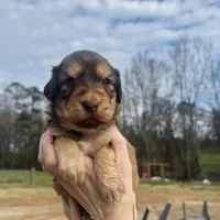 Purple girl , a female Aussiedoodle for sale in Cumming, GA – Photo 2 of 2