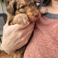 Pink girl , a female Aussiedoodle for sale in Cumming, GA – Photo 6 of 6