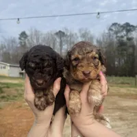 Pink girl , a female Aussiedoodle for sale in Cumming, GA – Photo 5 of 6