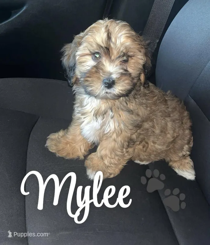 Mylee – Shihpoo puppy for sale in North Charleston, SC