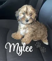 Mylee, a female Shihpoo for sale in North Charleston, SC – Photo 1 of 2