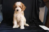 Olivia mini-multigen, a female Labradoodle for sale in Tehachapi, CA – 3 of 8