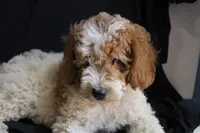 Rusty mini-multigen, a male Labradoodle for sale in Tehachapi, CA – 1 of 3