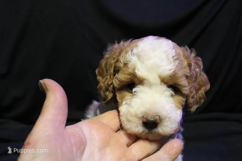 Ella Jean – Labradoodle puppy for sale in Tehachapi, CA