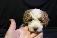 Ella Jean, a female Labradoodle for sale in Tehachapi, CA – 1 of 4