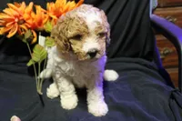 Ella, a female Labradoodle for sale in Tehachapi, CA – 6 of 6