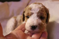 Olivia, a female Labradoodle for sale in Tehachapi, CA – 3 of 3