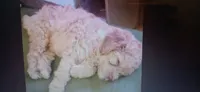 Tiny Tina petite-multigen, a female Labradoodle for sale in Tehachapi, CA – 2 of 4