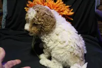 Ella, a female Labradoodle for sale in Tehachapi, CA – 3 of 6