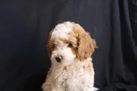 Olivia mini-multigen, a female Labradoodle for sale in Tehachapi, CA – 4 of 8