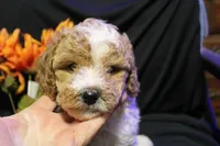 Ella, a female Labradoodle for sale in Tehachapi, CA – 5 of 6