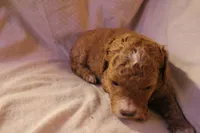 Miss Red, a female Labradoodle for sale in Tehachapi, CA – 3 of 3