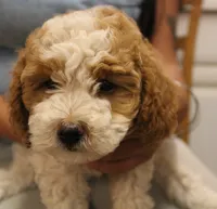 Ella Jean mini-multigen, a female Labradoodle for sale in Tehachapi, CA – 1 of 6