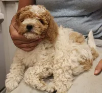 Ella Jean mini-multigen, a female Labradoodle for sale in Tehachapi, CA – 2 of 6