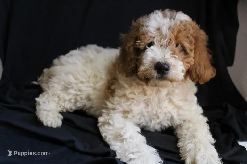 Ella the mini-multigen – Labradoodle puppy for sale in Tehachapi, CA