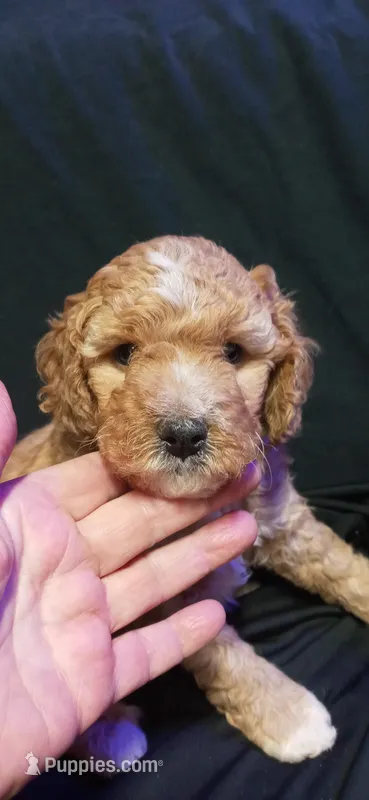 Mr Red – Labradoodle puppy for sale in Tehachapi, CA