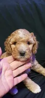 Mr Red, a male Labradoodle for sale in Tehachapi, CA – 1 of 3