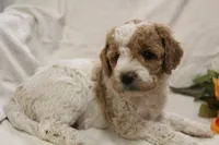 Mr Parti, a male Labradoodle for sale in Tehachapi, CA – 2 of 3