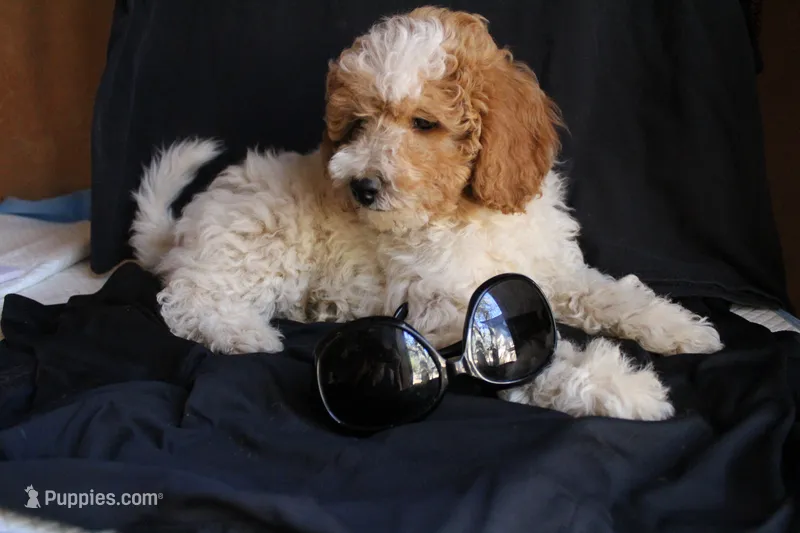 Ella the mini-multigen – Labradoodle puppy for sale in Tehachapi, CA