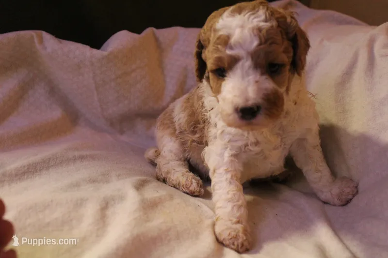 Olivia – Labradoodle puppy for sale in Tehachapi, CA