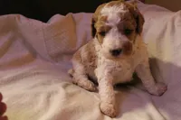 Olivia, a female Labradoodle for sale in Tehachapi, CA – 1 of 3