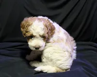 Ella Jean, a female Labradoodle for sale in Tehachapi, CA – 2 of 4