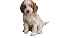 Olivia, a female Labradoodle for sale in Tehachapi, CA – 3 of 6
