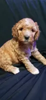 Mr Red, a male Labradoodle for sale in Tehachapi, CA – 2 of 3