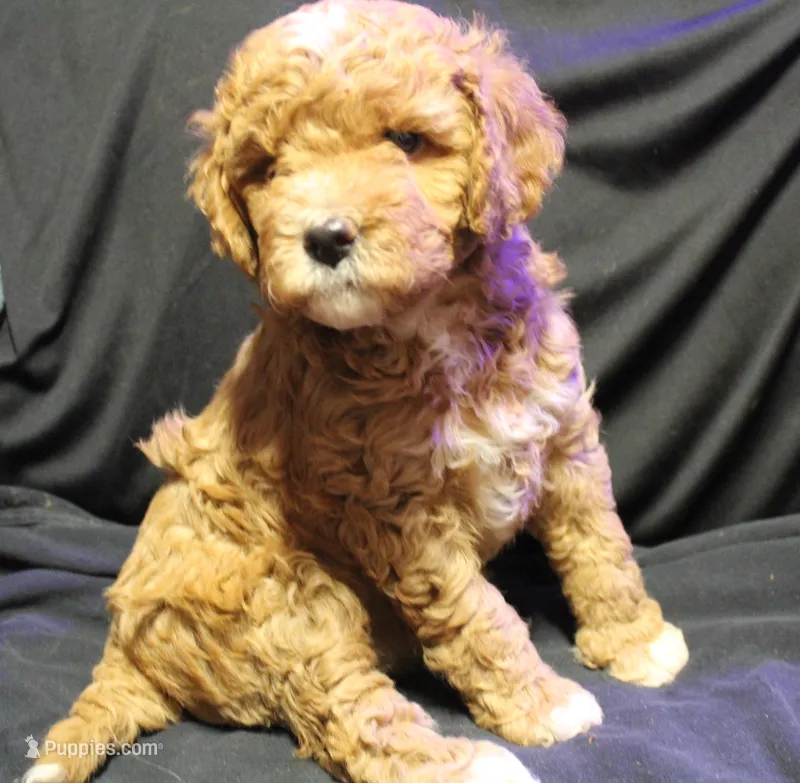 Tiny Tina petite-multigen – Labradoodle puppy for sale in Tehachapi, CA
