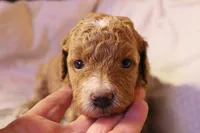 Tiny Tina, a female Labradoodle for sale in Tehachapi, CA – 2 of 3
