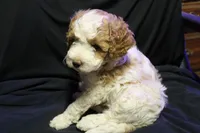 Ella Jean, a female Labradoodle for sale in Tehachapi, CA – 4 of 4