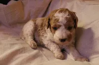 Olivia, a female Labradoodle for sale in Tehachapi, CA – 2 of 3