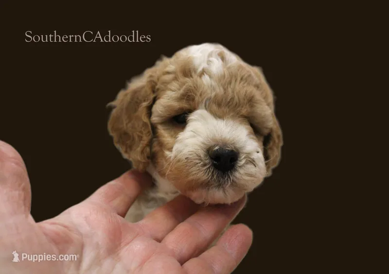 Mr Parti – Labradoodle puppy for sale in Tehachapi, CA