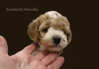 Mr Parti, a male Labradoodle for sale in Tehachapi, CA – 1 of 3