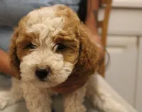 Mr Parti mini-multigen, a male Labradoodle for sale in Tehachapi, CA – 2 of 4