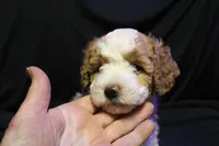 Ella Jean, a female Labradoodle for sale in Tehachapi, CA – 3 of 4