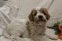 Mr Parti, a male Labradoodle for sale in Tehachapi, CA – 3 of 3
