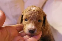Miss Red, a female Labradoodle for sale in Tehachapi, CA – 2 of 3