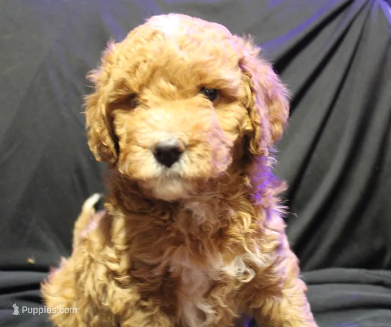 Miss Red – Labradoodle puppy for sale in Tehachapi, CA