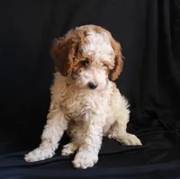 Olivia, a female Labradoodle for sale in Tehachapi, CA – 2 of 6