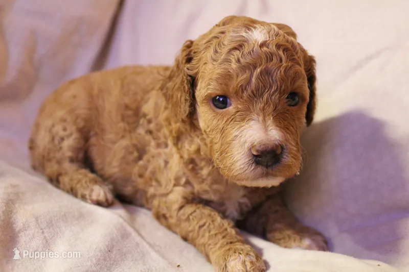 Tiny Tina – Labradoodle puppy for sale in Tehachapi, CA