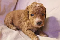 Tiny Tina, a female Labradoodle for sale in Tehachapi, CA – 1 of 3
