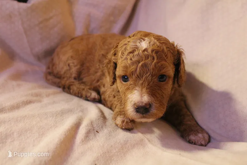 Miss Red – Labradoodle puppy for sale in Tehachapi, CA
