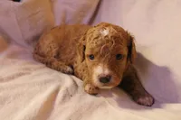 Miss Red, a female Labradoodle for sale in Tehachapi, CA – 1 of 3