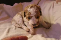 Rusty, a male Labradoodle for sale in Tehachapi, CA – 2 of 2