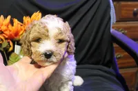 Ella, a female Labradoodle for sale in Tehachapi, CA – 4 of 6