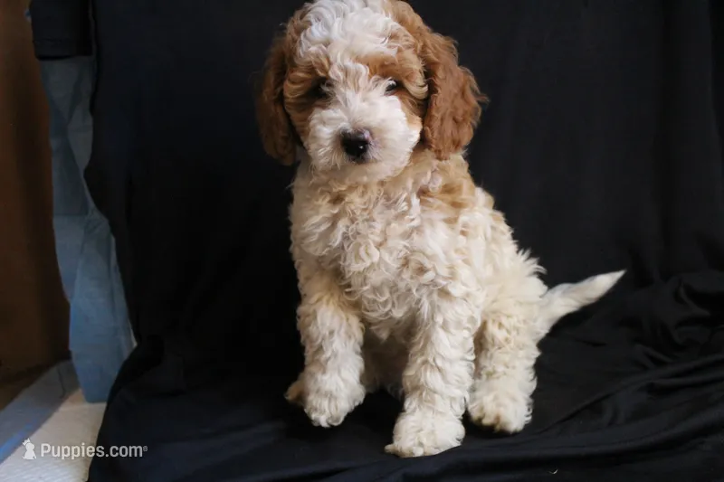 Olivia, a female Labradoodle for sale in Tehachapi, CA – 1 of 6